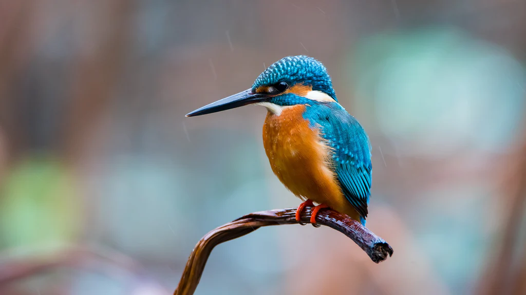 diancui_Kingfisher.jpg